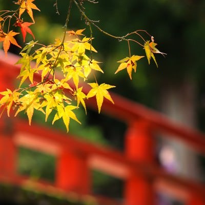 赤い橋と色づく楓の写真