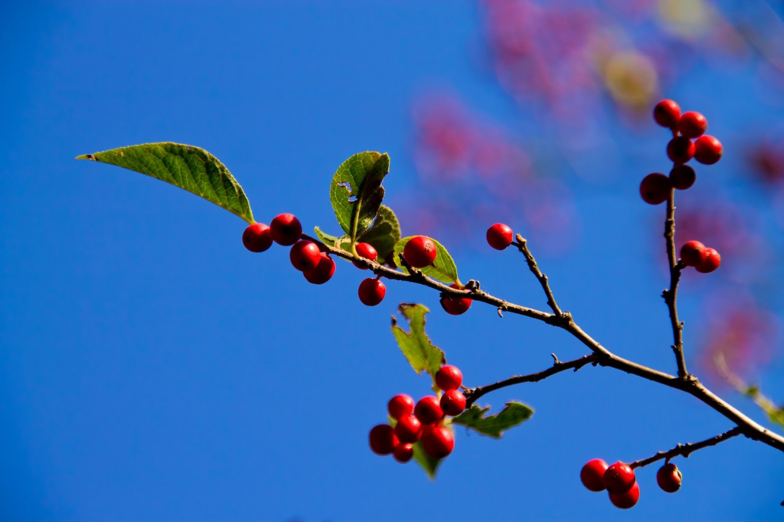 「秋の木と赤い実」の写真