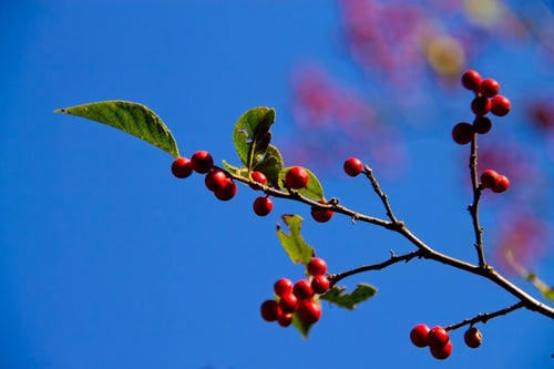 秋の木と赤い実の写真