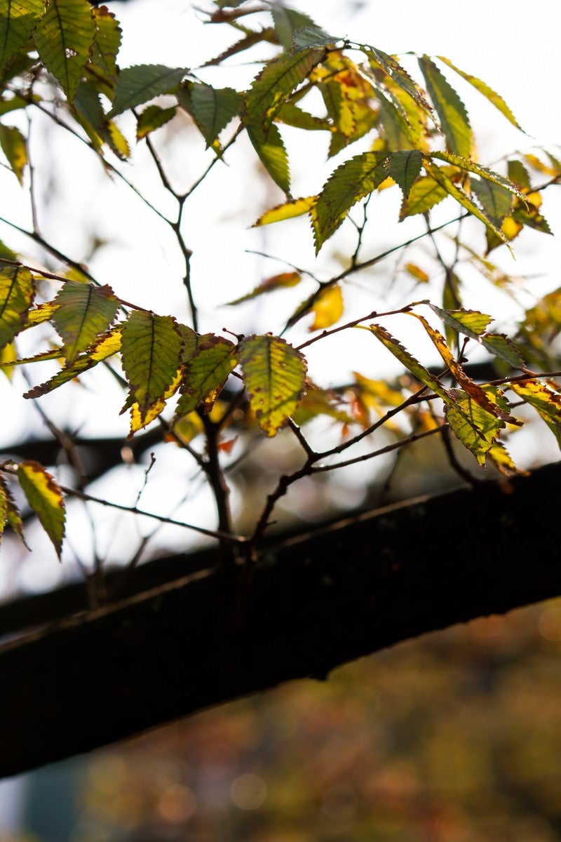 「黄葉始めた木の葉」の写真
