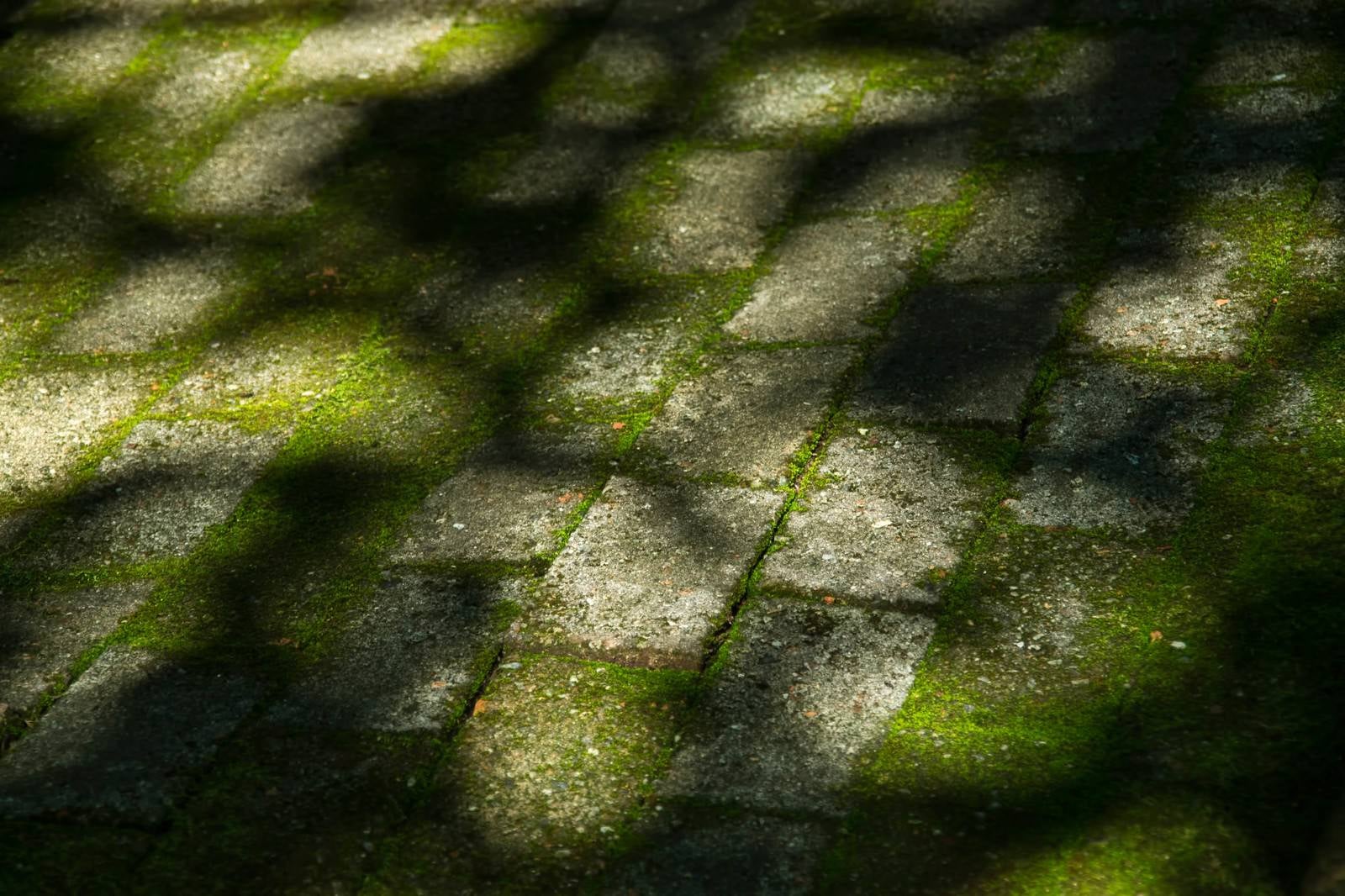 「コケのあるブロックと木漏れ日の影」の写真