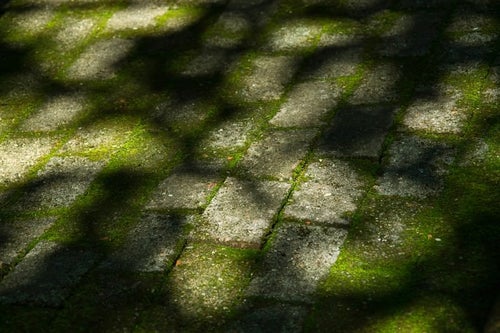 コケのあるブロックと木漏れ日の影の写真