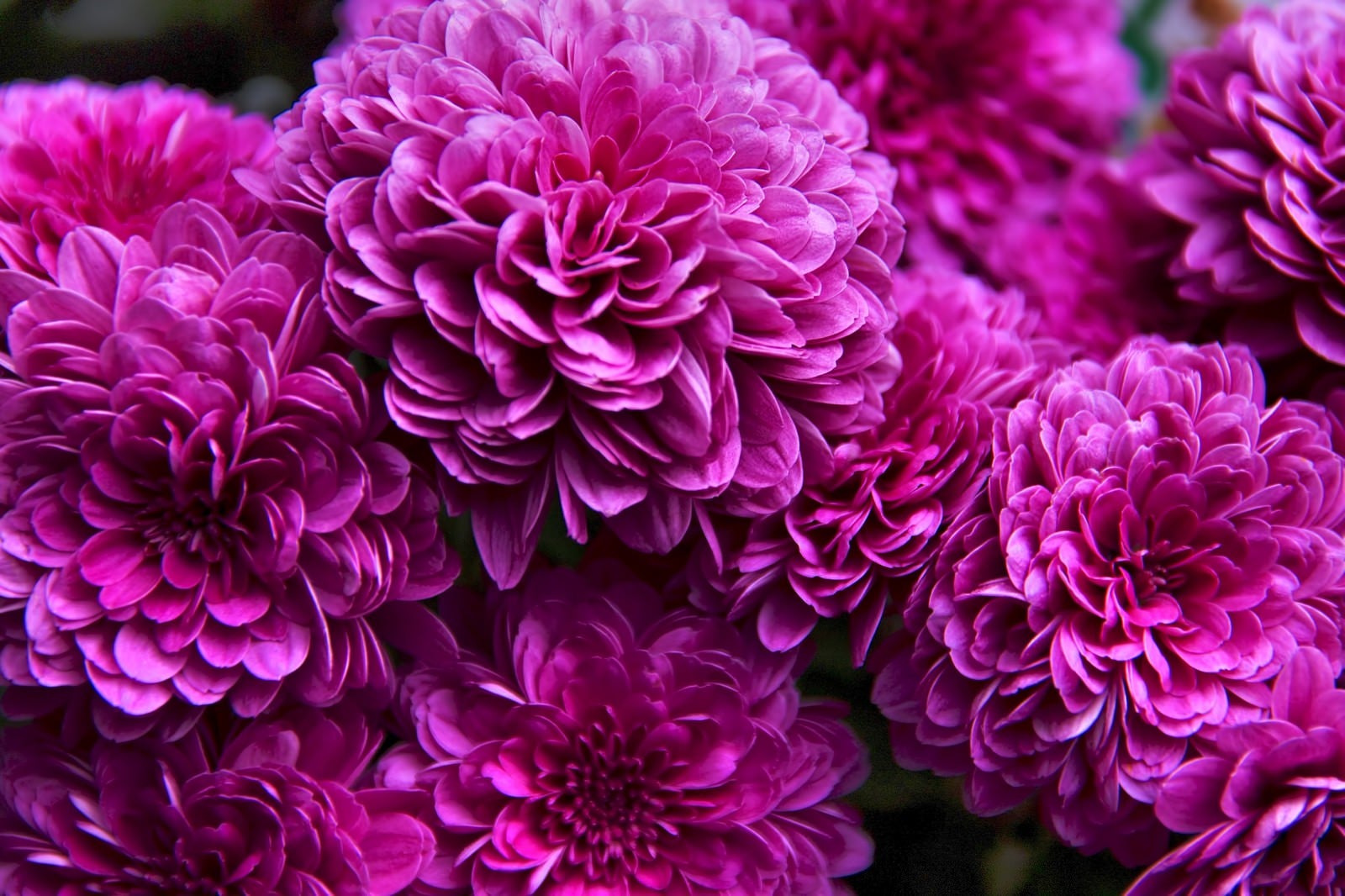 「ひしめき咲く紫の花」の写真