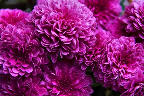 ひしめき咲く紫の花の写真