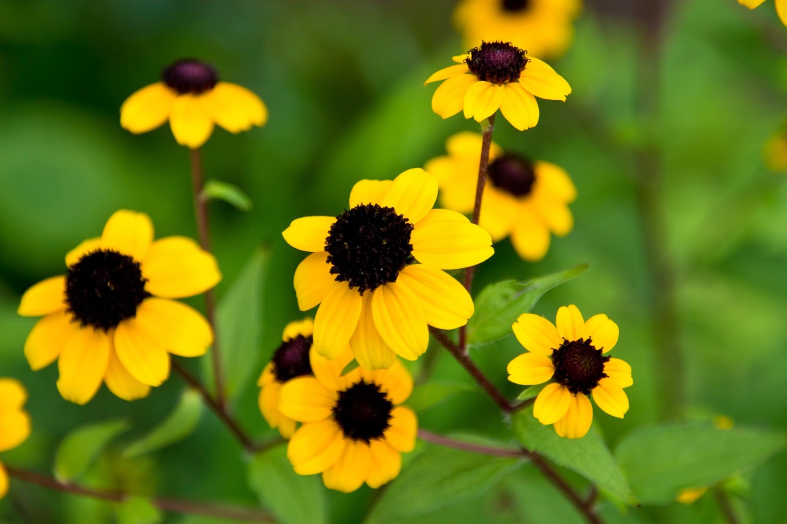 「黄色いお花」の写真