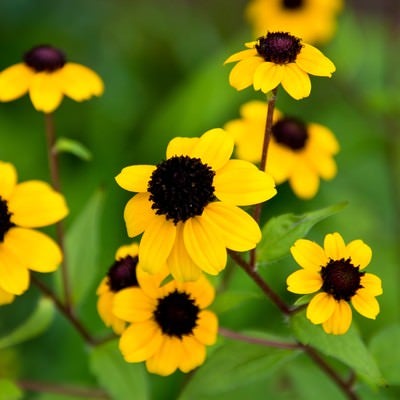 黄色いお花の写真