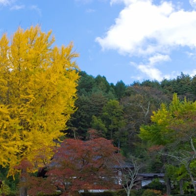 黄葉する大きなイチョウの木の写真