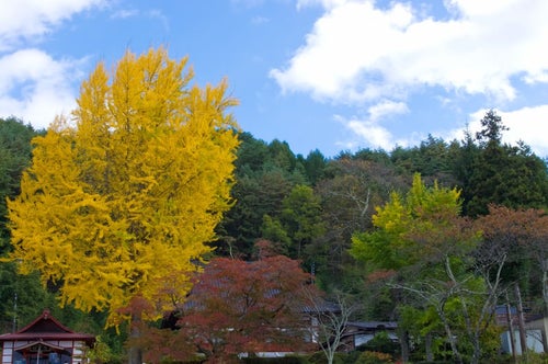 黄葉する大きなイチョウの木の写真