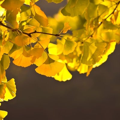 黄葉したイチョウの葉の写真