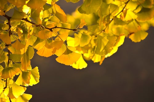 黄葉したイチョウの葉の写真