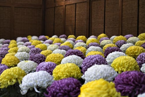 色鮮やかな菊花壇の写真