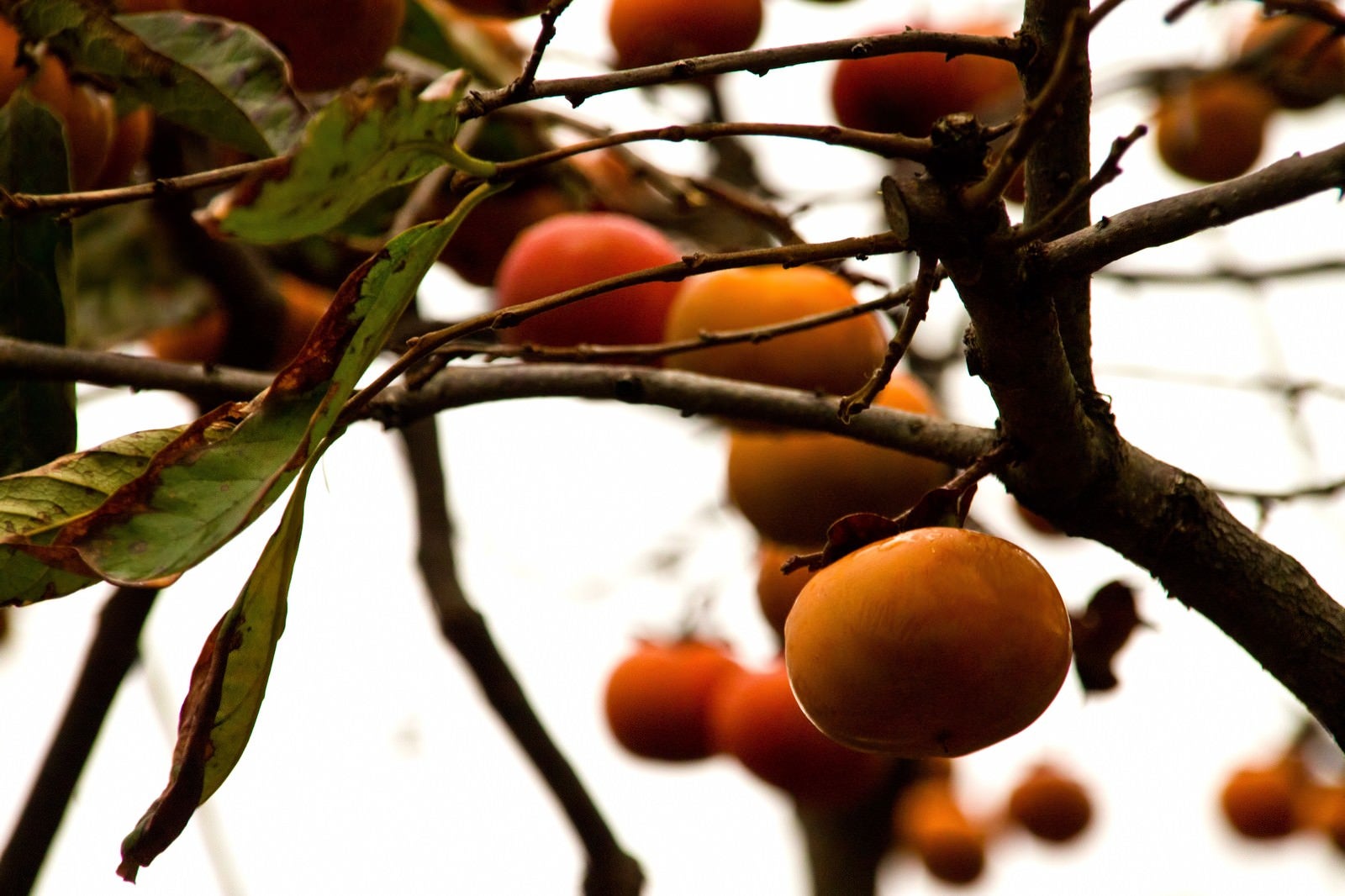 「実がなる柿の木」の写真