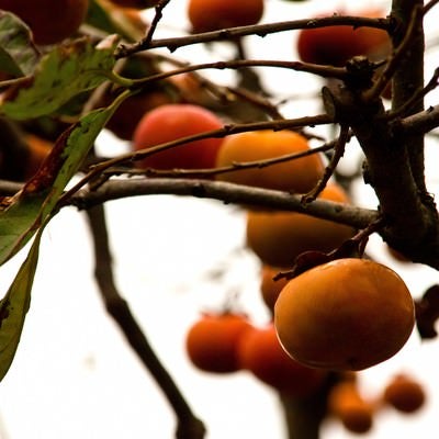 実がなる柿の木の写真