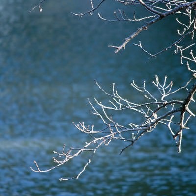 冬を迎える桜の木と池の写真