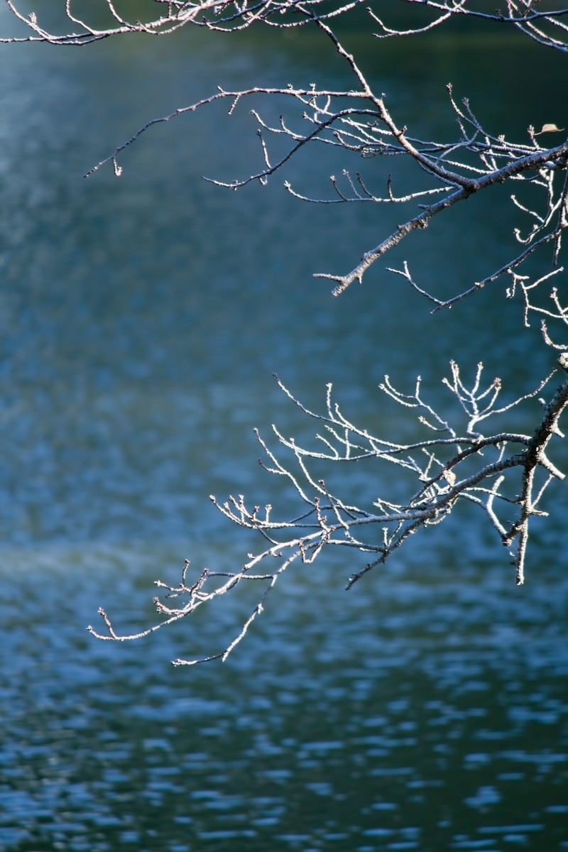 「冬を迎える桜の木と池」の写真