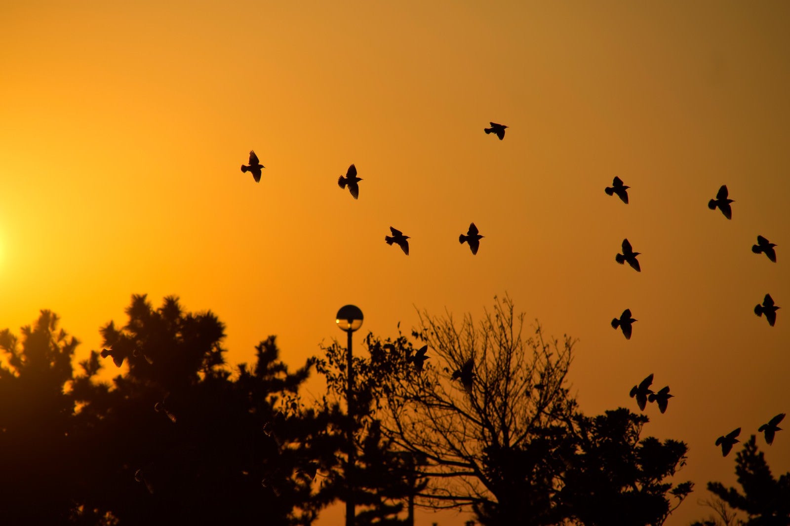 「金色の空と鳥たち」の写真