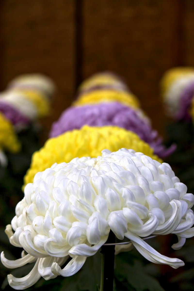 「並んで咲く大菊花壇」の写真