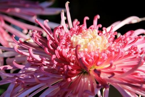 ピンク色の菊の花の写真