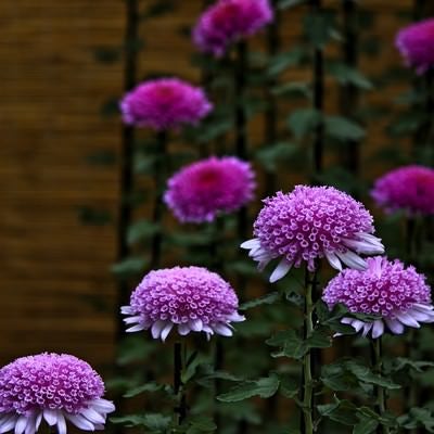 紫色の菊の花の写真