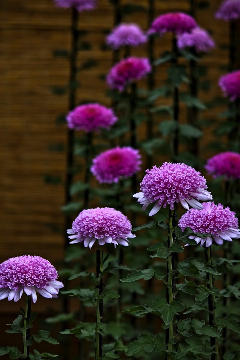 「紫色の菊の花」の写真