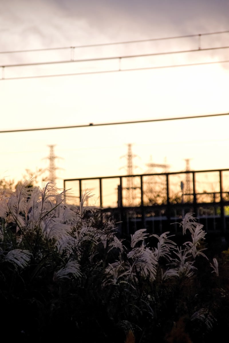 「夕焼けと線路沿いのすすき」の写真