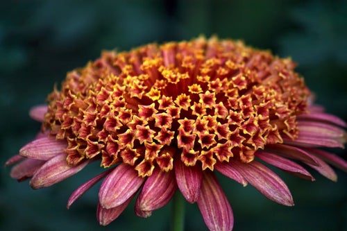 赤い大丁菊の写真