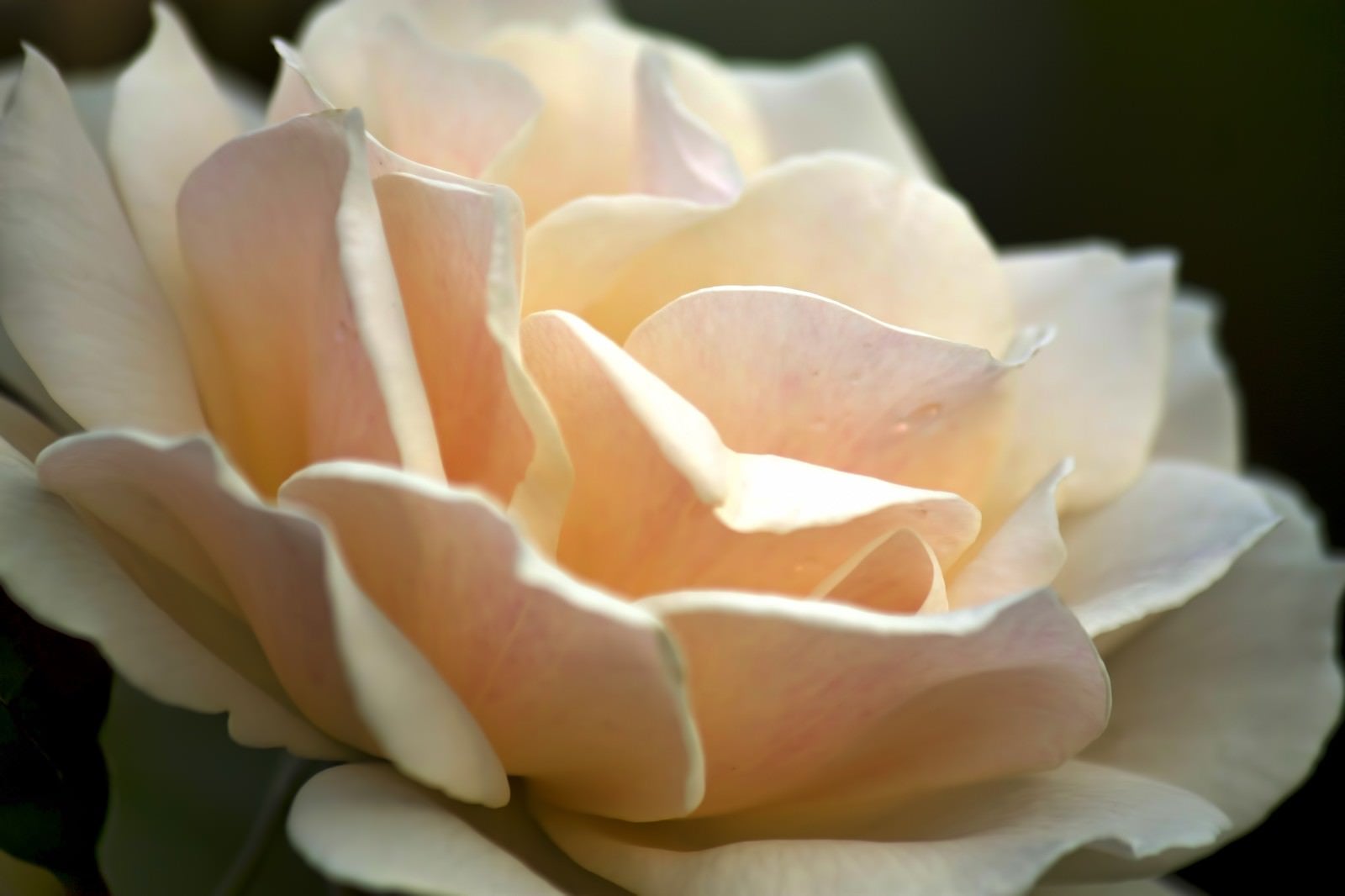 「淡いエーデルワイスの花」の写真