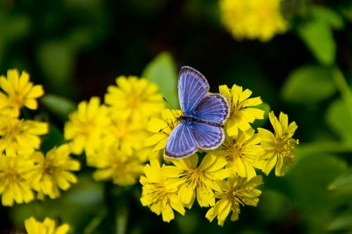黄色い花にとまる蝶の写真