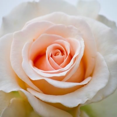 やわらかなピンクが広がるクリームデライト（薔薇）の写真