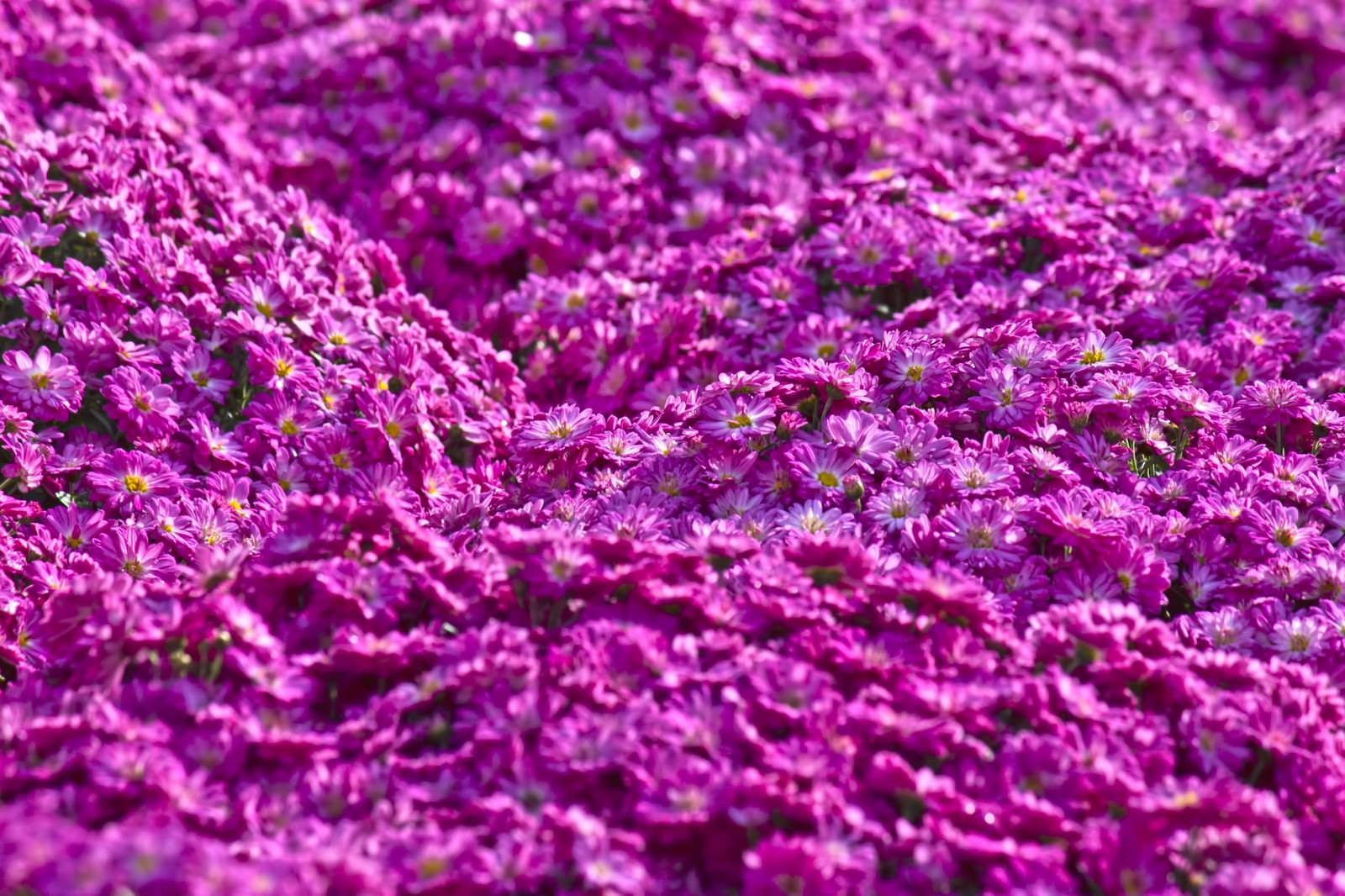 「紫色のマイクロマム（菊）」の写真