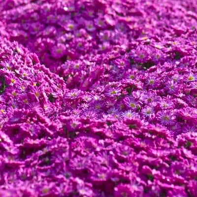 紫色のマイクロマム（菊）の写真