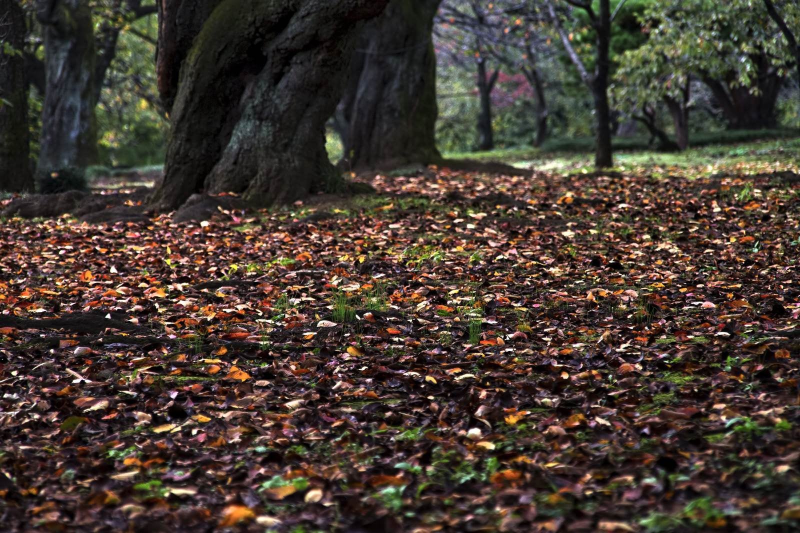 「公園の落ち葉や木々」の写真