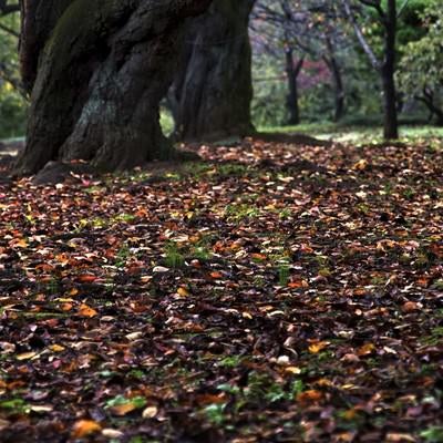 公園の落ち葉や木々の写真
