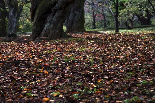 公園の落ち葉や木々の写真