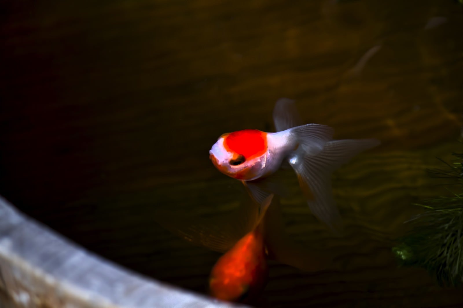 「桶の中を泳ぐ金魚」の写真