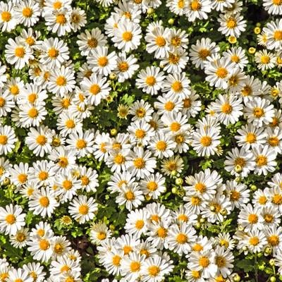 セイアルプスの菊の写真