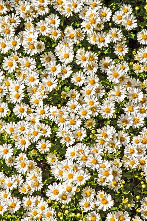 セイアルプスの菊の写真