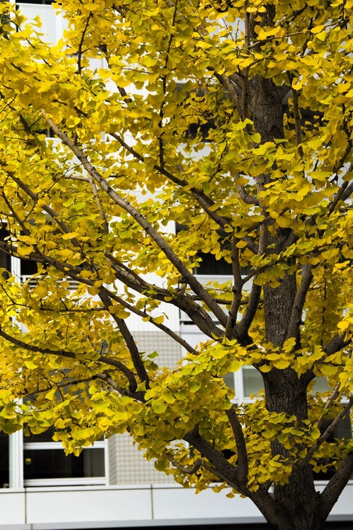黄葉した銀杏の木の写真