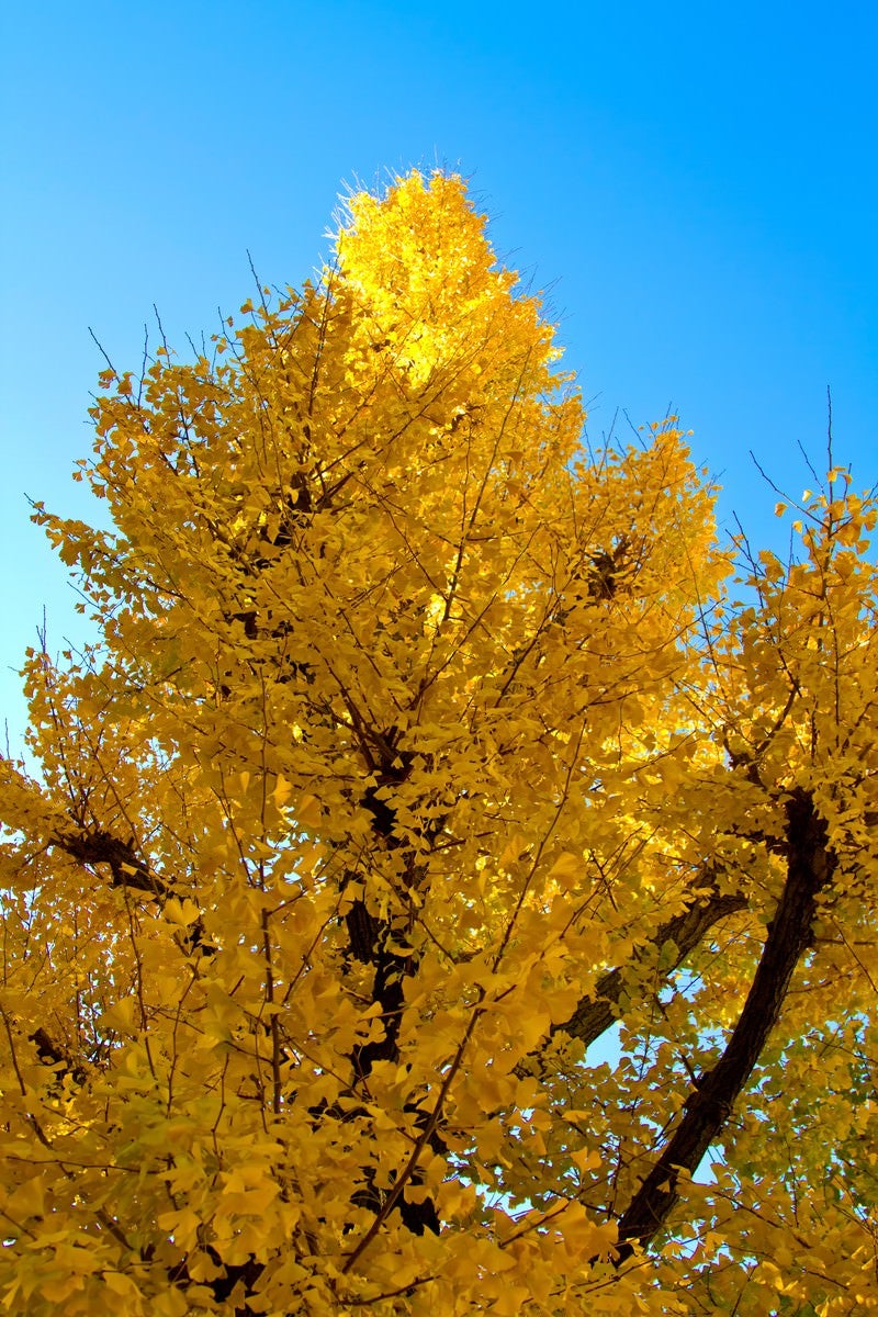 「青い空と黄色い銀杏」の写真