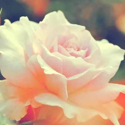 淡いピンク色の薔薇（ステンレススチール）の写真