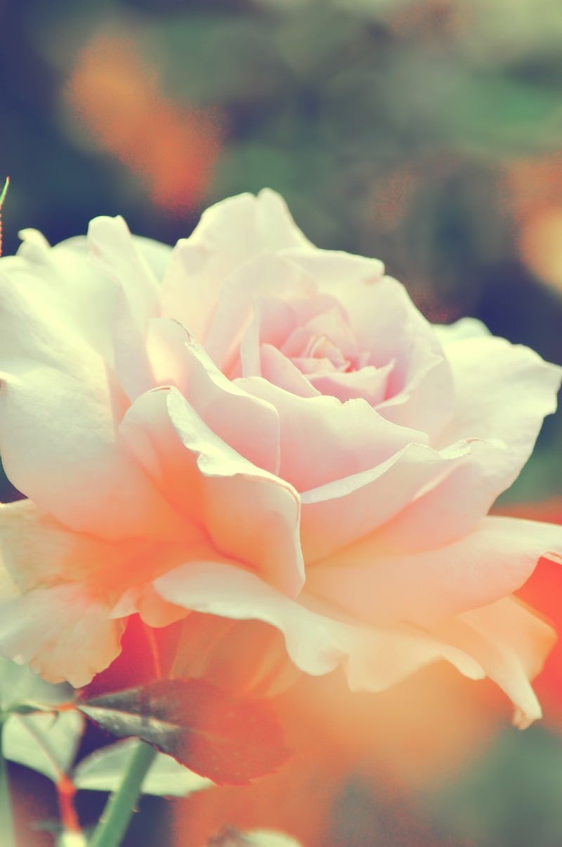 淡いピンク色の薔薇（ステンレススチール）の写真