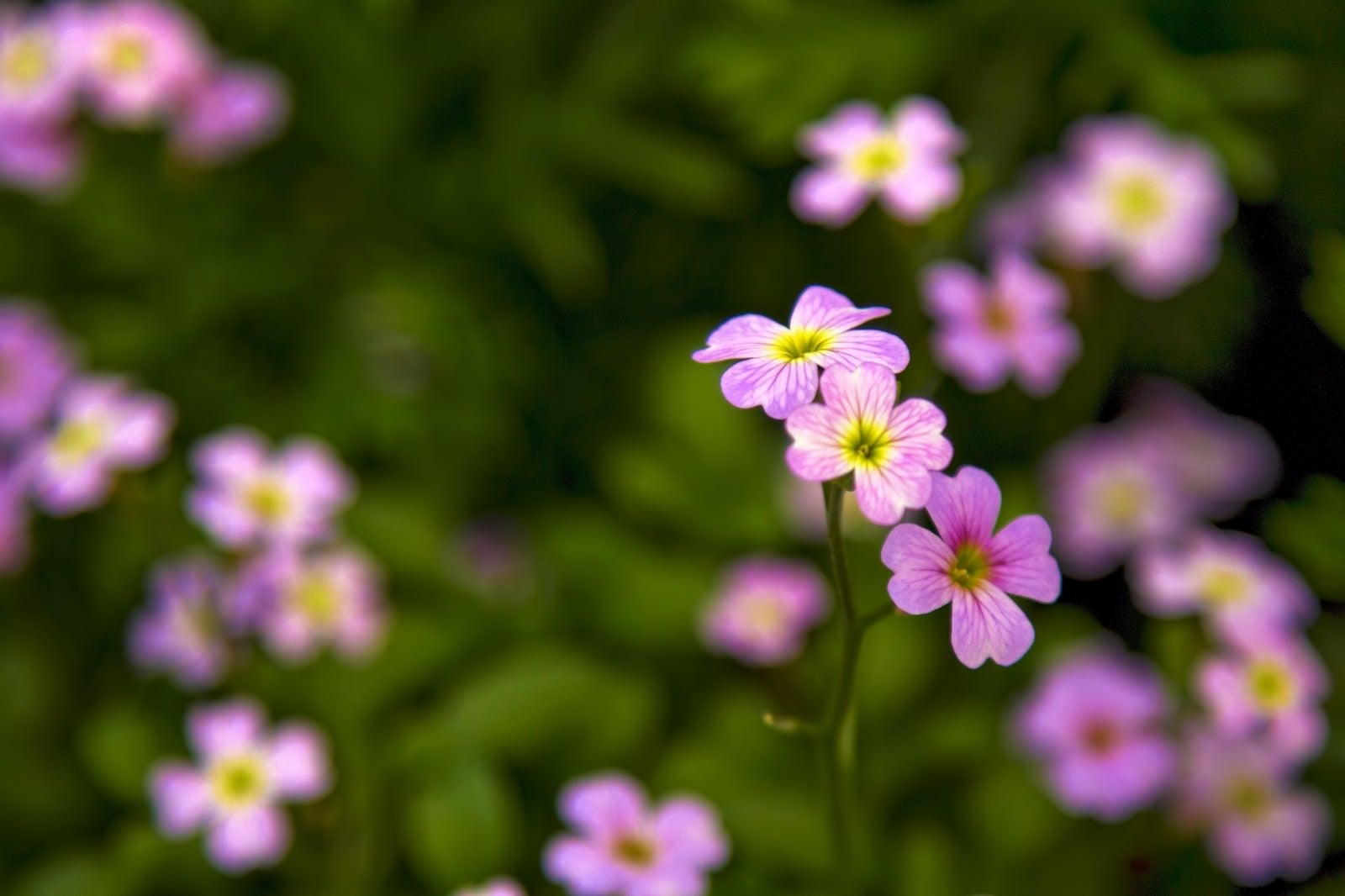 「小さく咲くピンクの花」の写真