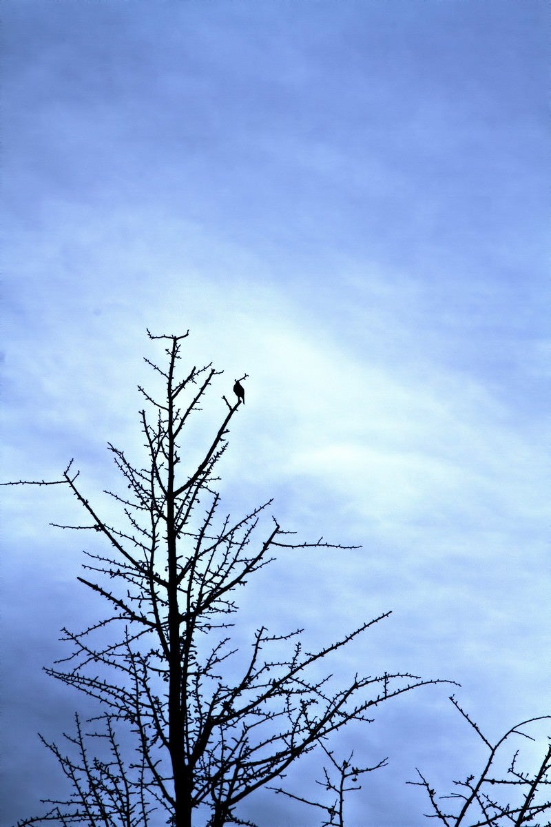「葉が落ちた木と寂しげな空模様」の写真