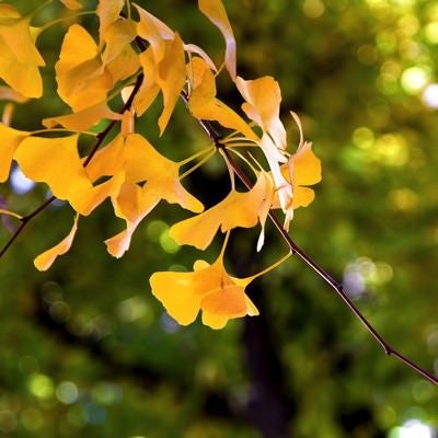 黄色い銀杏の葉の写真
