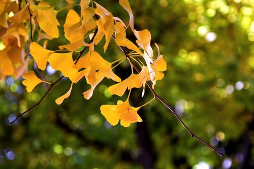 黄色い銀杏の葉の写真