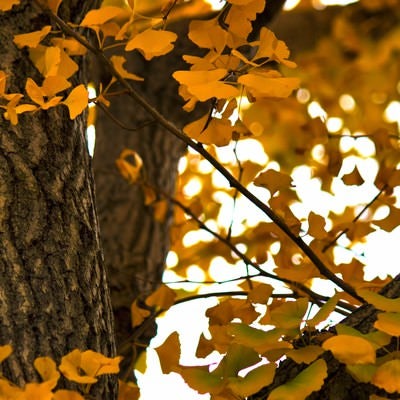 秋色の銀杏の木と葉の写真
