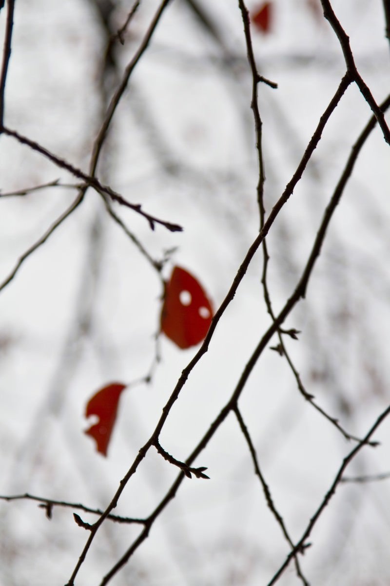「赤い枯葉と冬模様」の写真