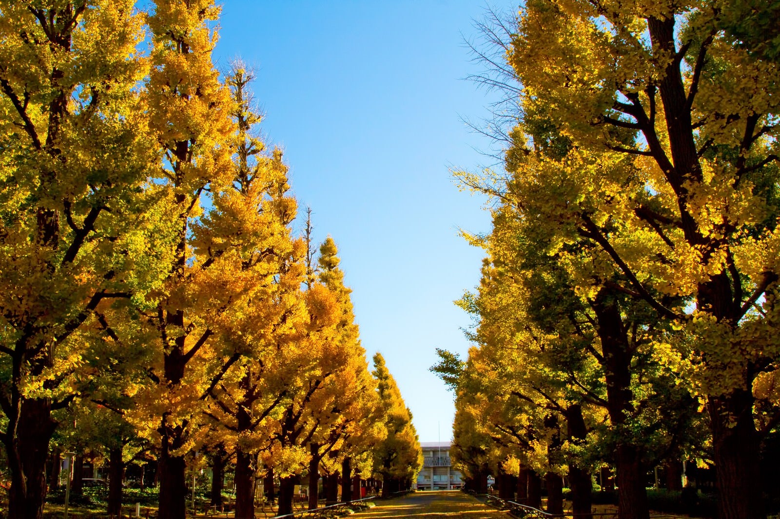 「慶応大学の黄葉した銀杏並木」の写真