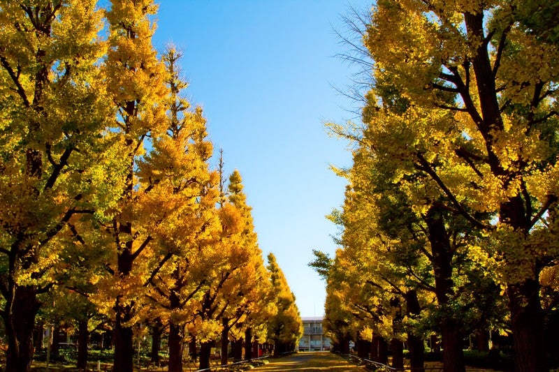 慶応大学の黄葉した銀杏並木の写真