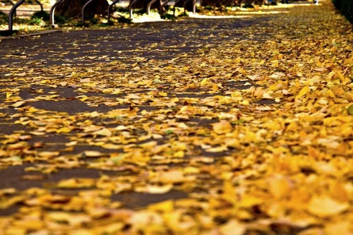 黄葉したイチョウの落ち葉の写真